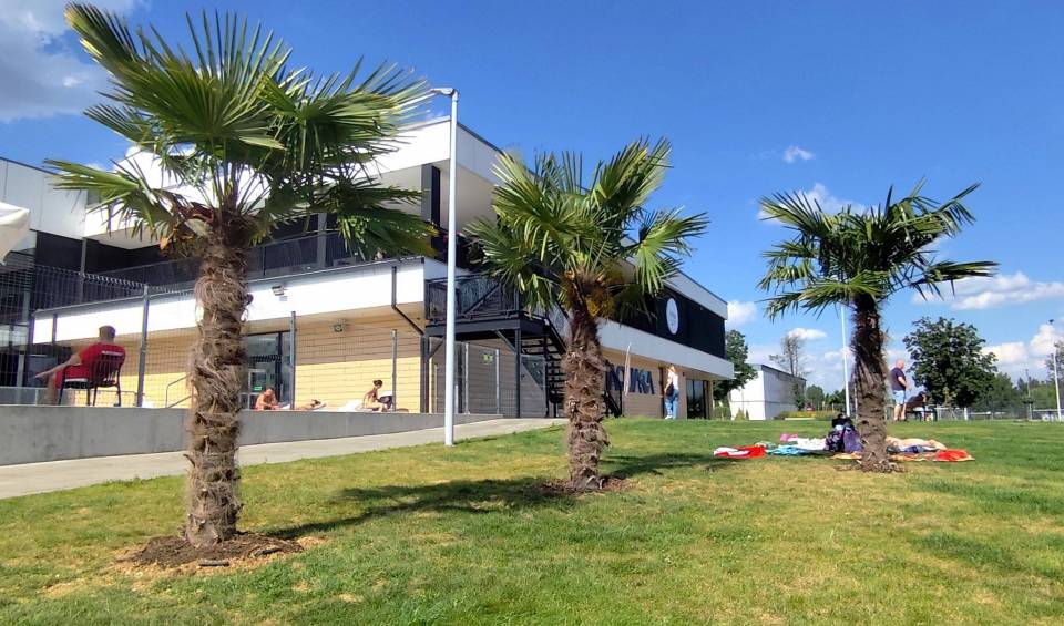 Radomsko w cieniu palm? Tropikalne drzewa przy basenie już rosną, choć z jest niedosyt